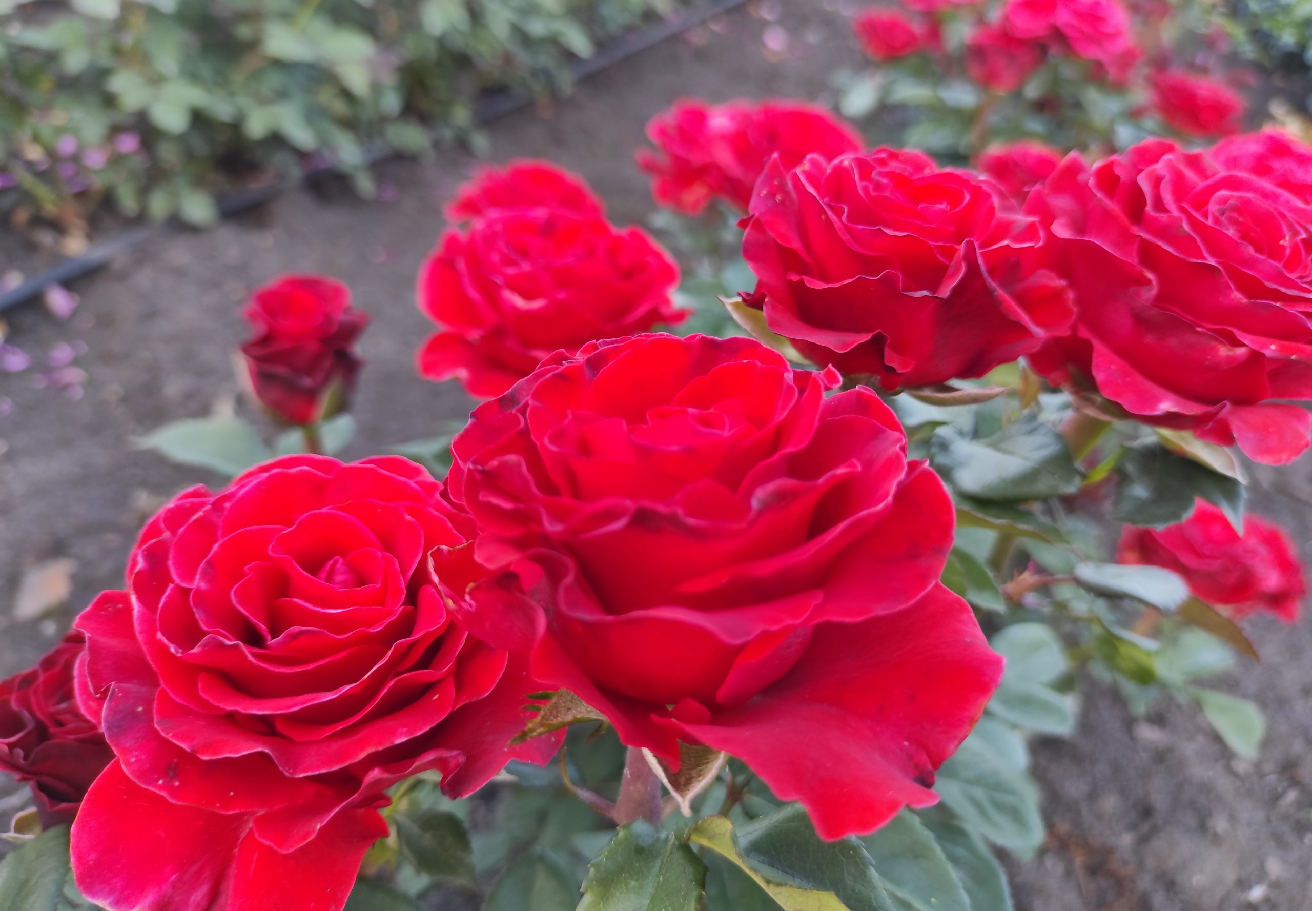 Купить саженцы чайно-гибридных роз Эль Торо в Воронеже из питомника ...